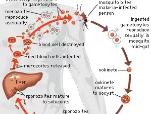 Life-cycle-malaria-parasite