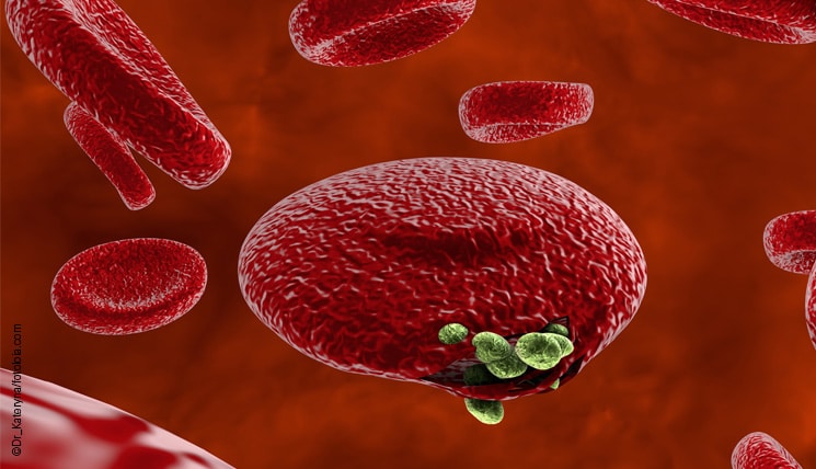 Malaria_Plasmodium-travel