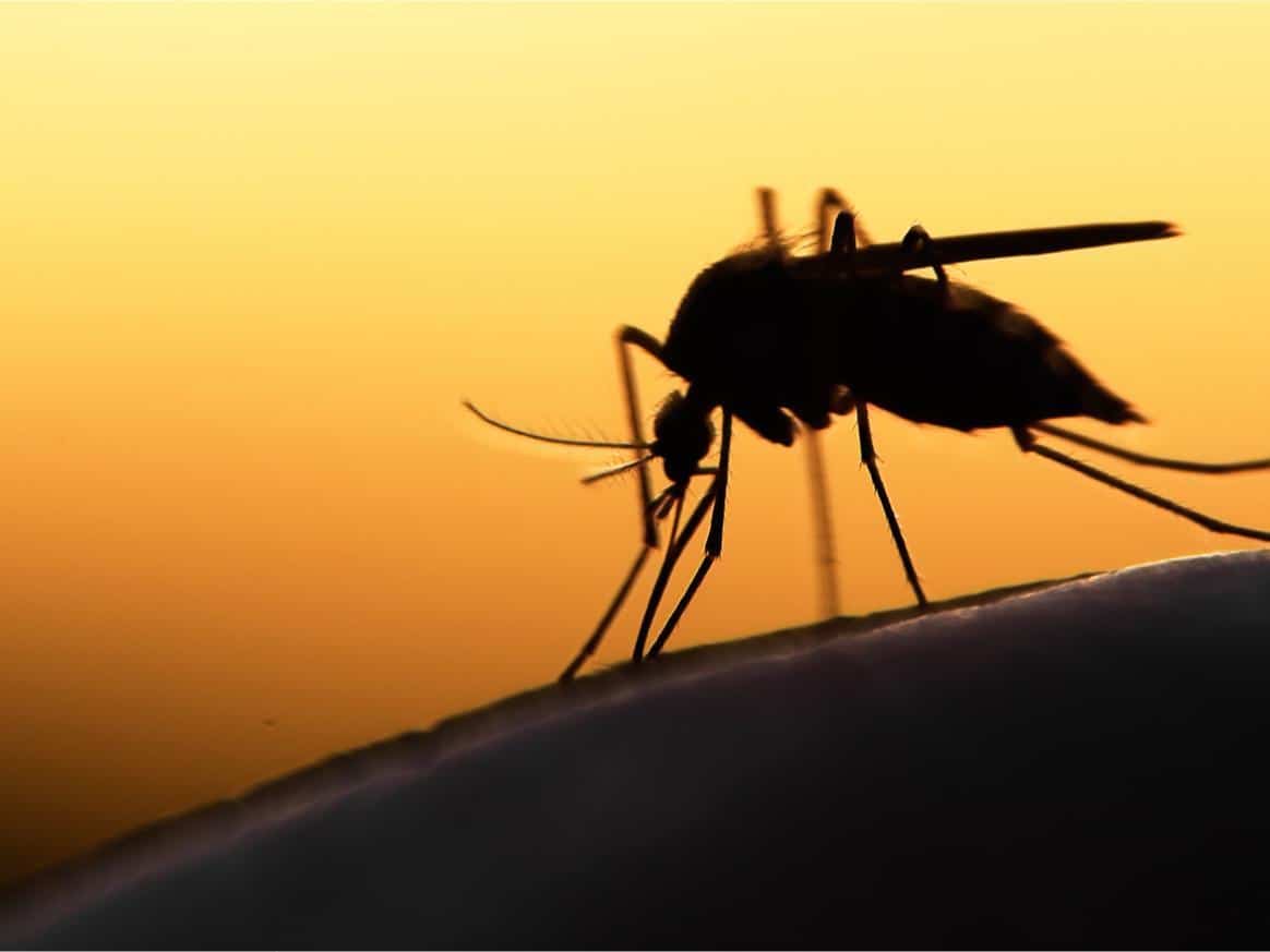 malaria-while-traveling-mosquito
