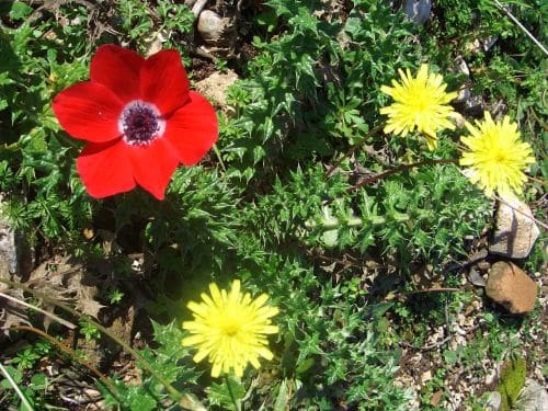 Cheap travel europe tour guide - flowers near Myra, Turkey