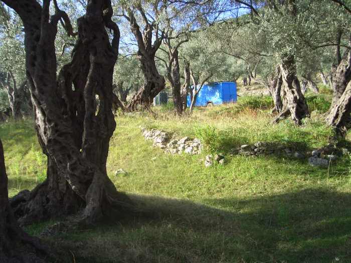 Cheap travel europe tour guide - old olive grove in Croatia