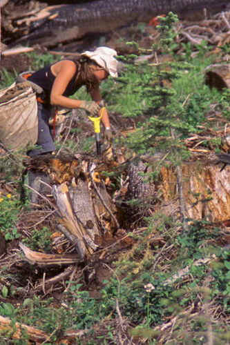 treeplanter in heavy slash 1