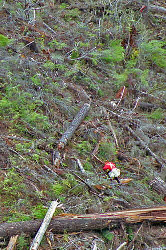 treeplanter in heavy slash 17