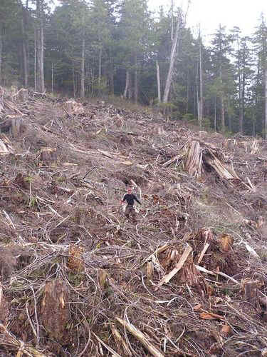 treeplanter in heavy slash 23