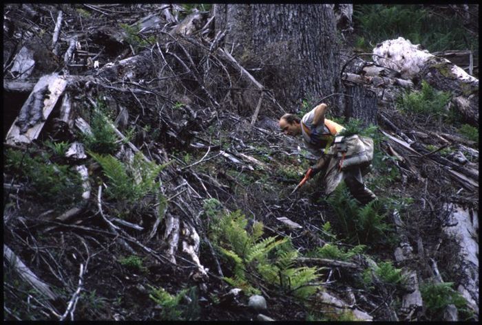 treeplanter in heavy slash 3