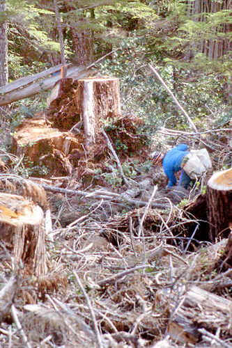 treeplanter in heavy slash 6