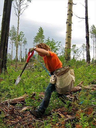 treeplanting fast ribbon