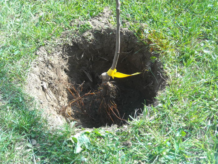 make-tree-planting-hole
