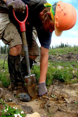 planting tree in ground 3