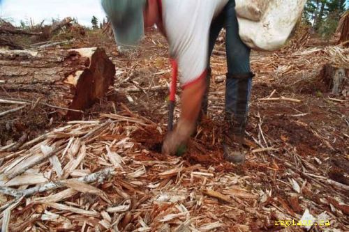 planting-tree-in-slashy-ground-1