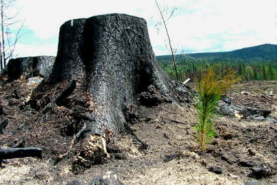 tree planted in ground big stump