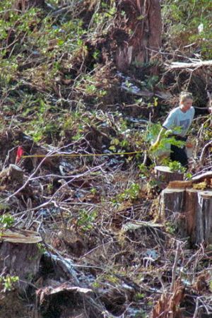 treeplanting plot cord 2