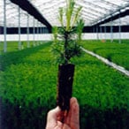treeplanting seedling plug 2
