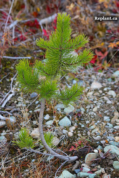 tree-planting-planters-2013_fall_007