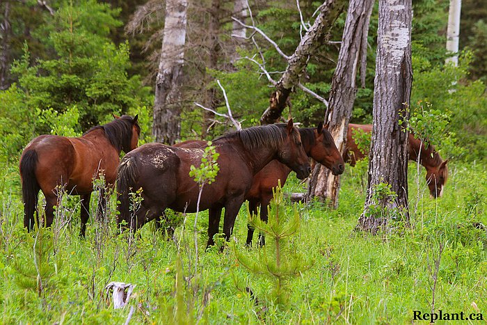 tree-planting-planters-2015_alberta_003