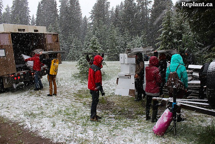 tree-planting-planters-2015_alberta_015