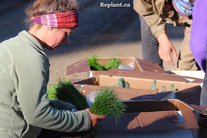 tree-planting-planters-2015_alberta_018