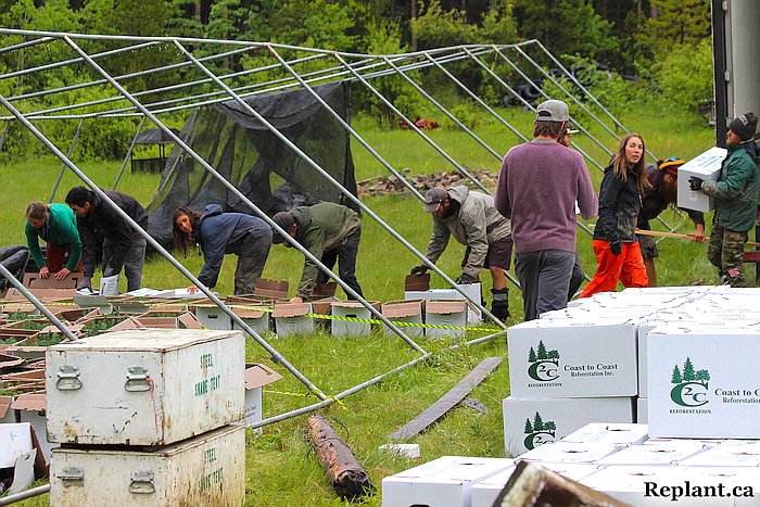 tree-planting-planters-2015_alberta_019