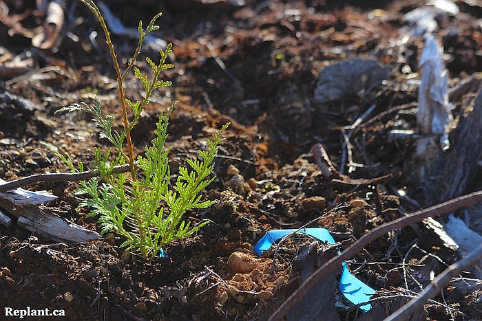 tree-planting-planters-2015_spring-coastal_005