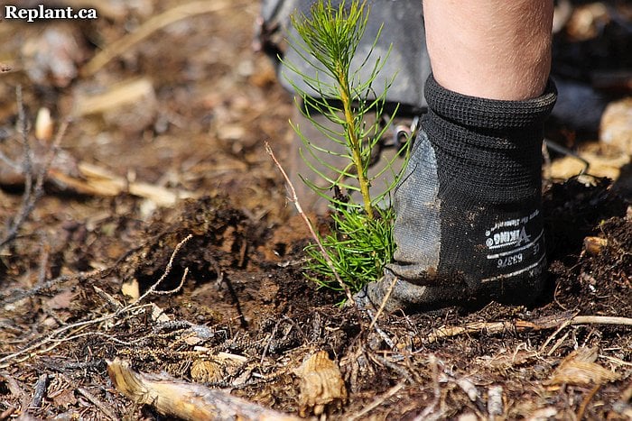 tree-planting-planters-2015_vanderhoof_002