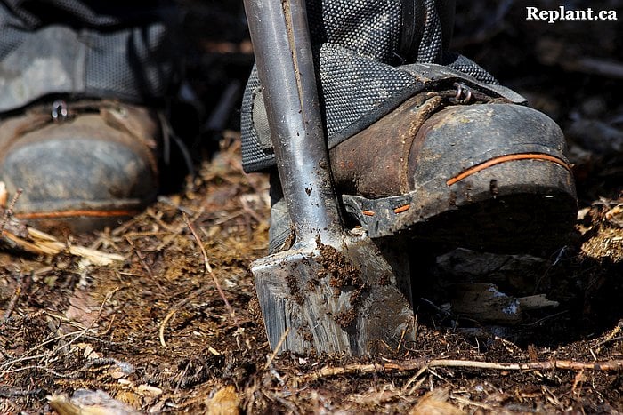 tree-planting-planters-2015_vanderhoof_007