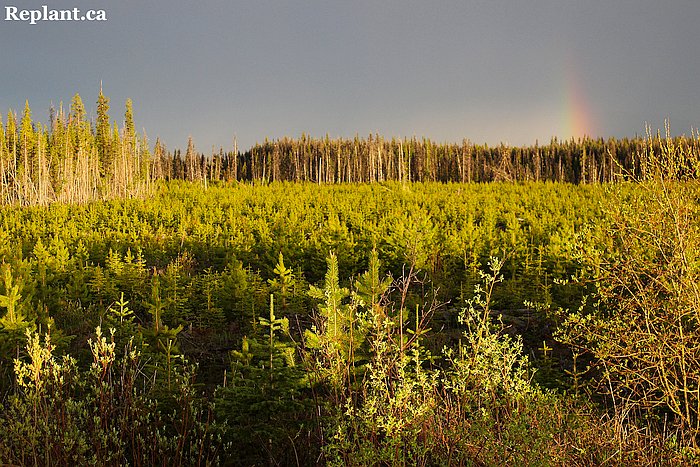 tree-planting-planters-2015_vanderhoof_012 (1)