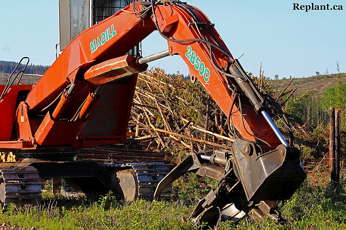 tree-planting-planters-2015_vanderhoof_014