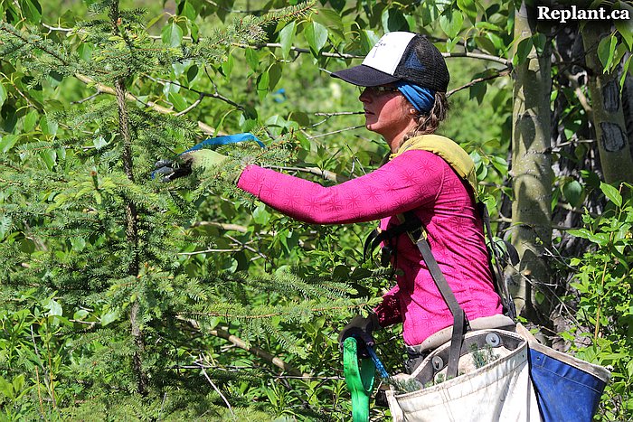 tree-planting-planters-2015_vanderhoof_016