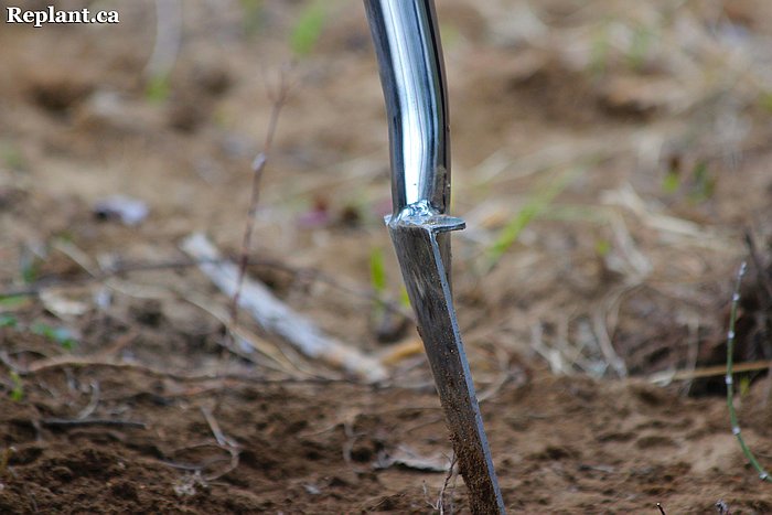 tree-planting-planters-2015_vanderhoof_017