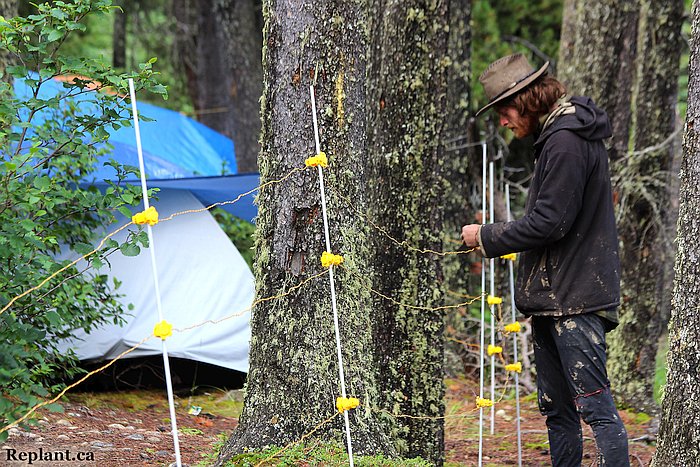 tree-planting-planters-bear fence