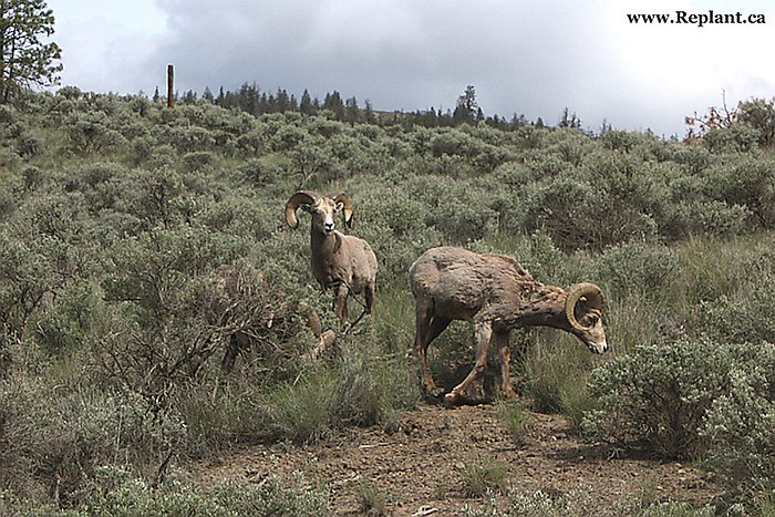 tree-planting-planters-bighorn-sheep-above-kamloops