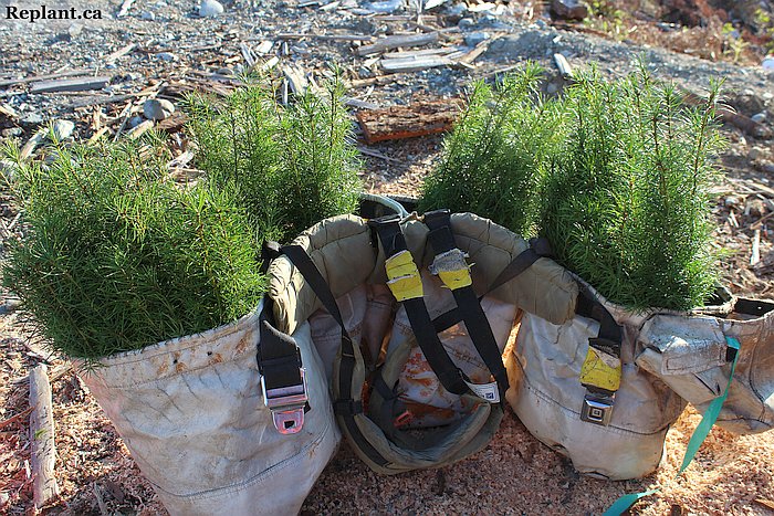 tree-planting-planters-douglas-fir