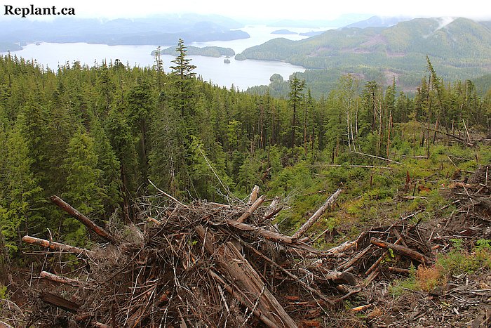 tree-planting-planters-find-planter-bottom-right