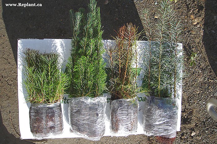 tree-planting-planters-pine-spruce-larch-fir