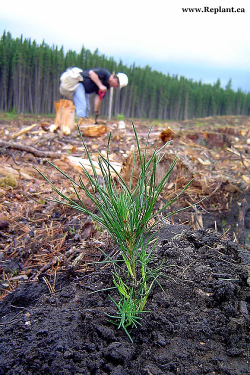 tree-planting-planters-pine