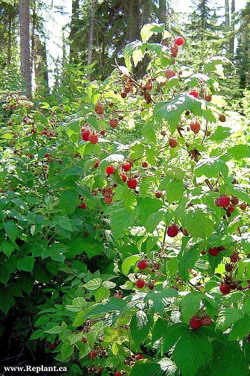 tree-planting-planters-raspberries-on-the-block