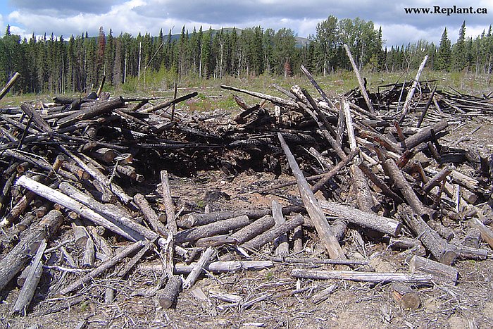 tree-planting-planters-slash-pile-center-burned-out
