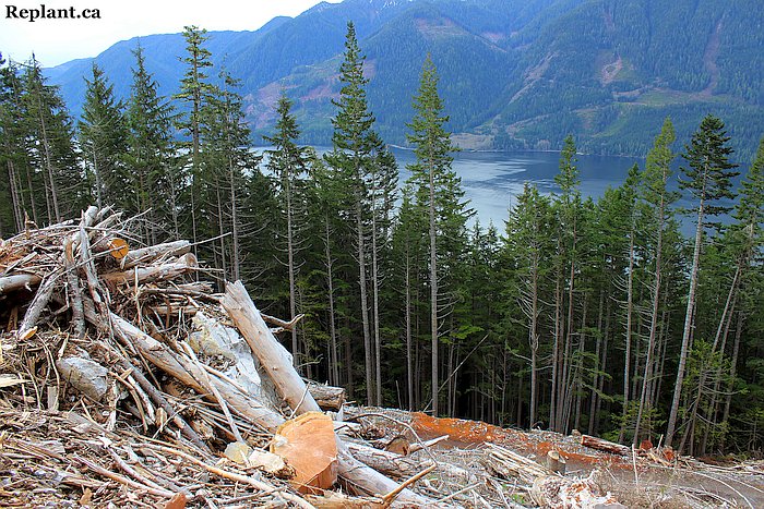 tree-planting-planters-steep