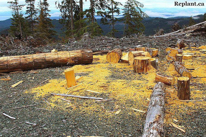 tree-planting-planters-yellow-cedar-for-shingles