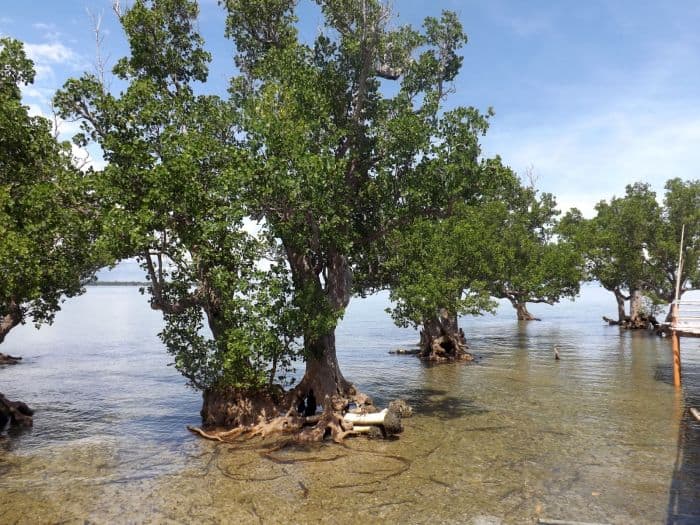 Travel Tour Packages to Suyac Island Mangrove Eco-park - Visayas