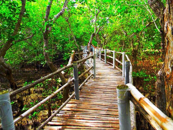 Iloilo-City-Bacolod--Mangrove-Eco-park-Suyac Island-4