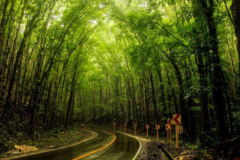Bohol's Mahogany Forest