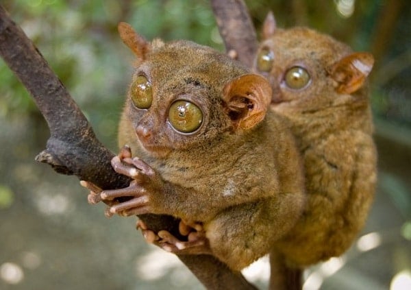 Tarsier, The World’s 2nd Smallest Primate