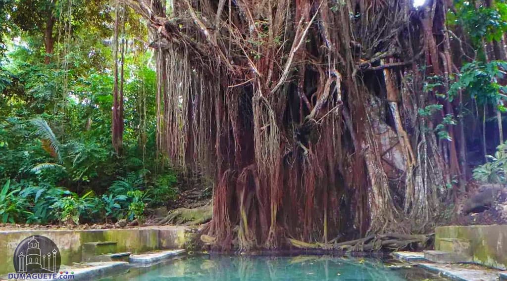 siquijor-balete-tree