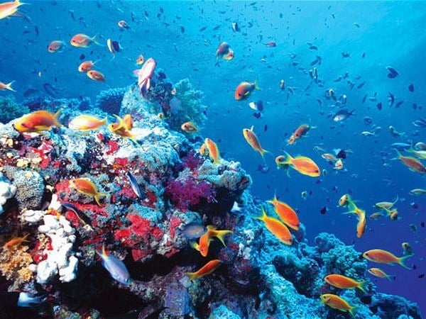 taklong-marine-ecology-biodiversity-conservation