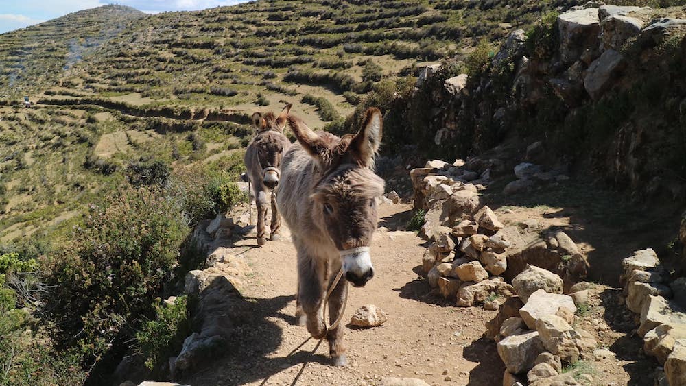 bolivia-donkeys