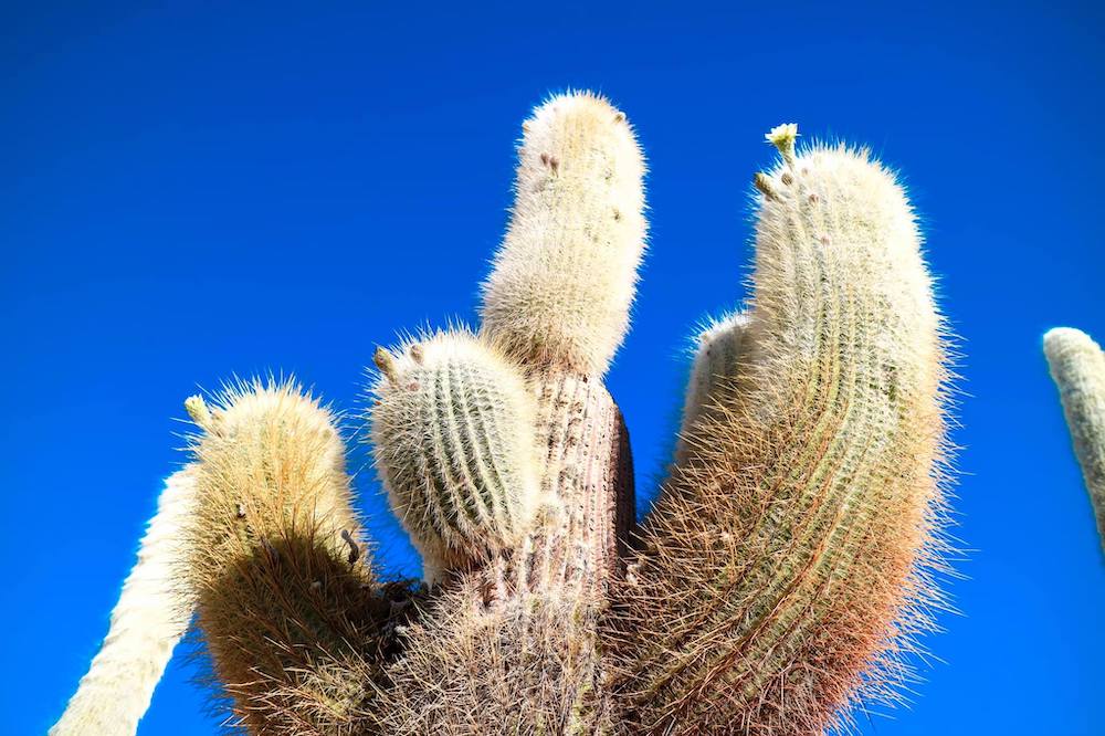 bolivia-salt-flat-cactuses-3