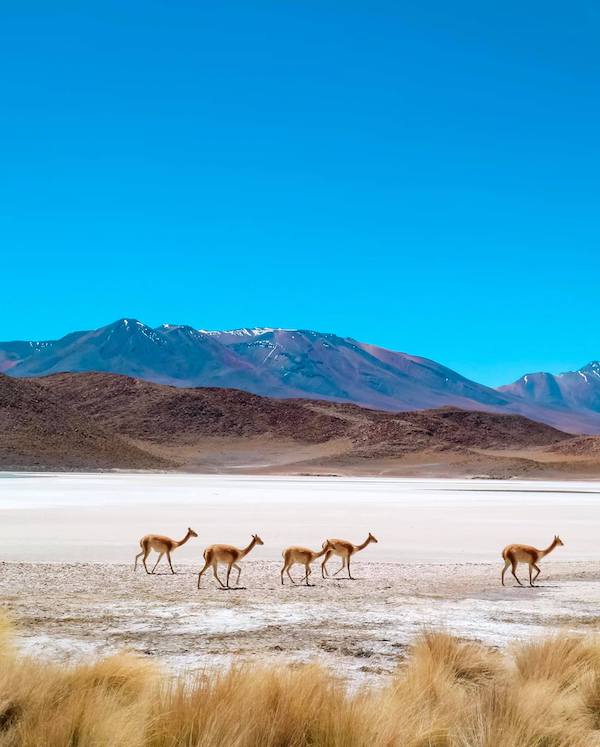 bolivia-wild-camels
