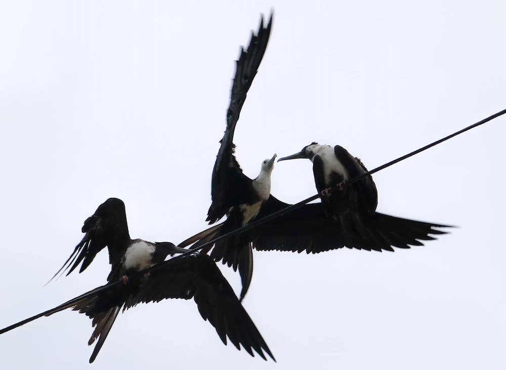 canoa-ecuador-birds