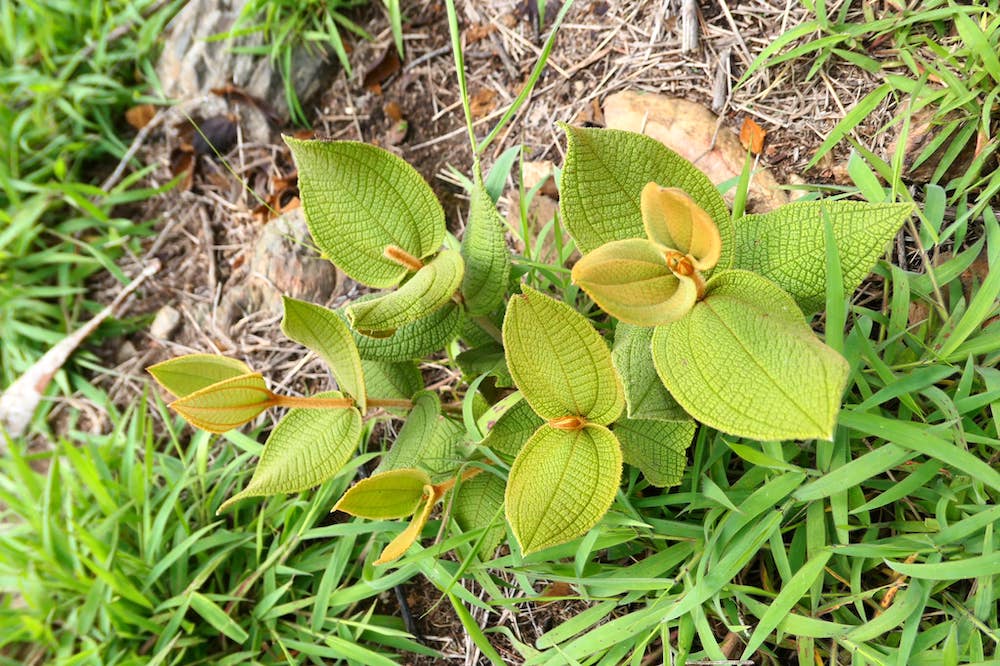 peru-hike-plants-2